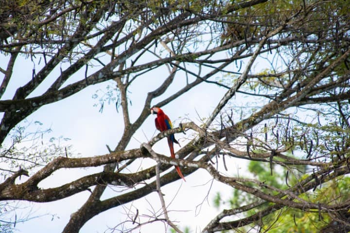 A scarlet macaw rests in a tree near Los Altos resort, Manuel Antonio, Costa Rica
