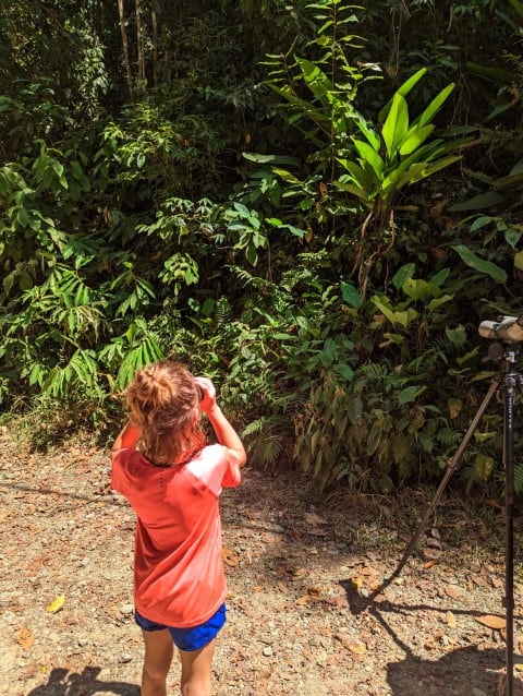 Guided nature walk in Manuel Antonio  National Park, Costa Rica.  A child uses binoculars to look into the trees. 