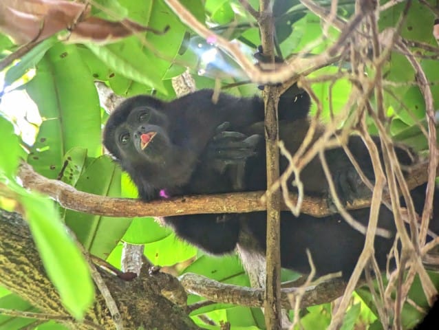 Howler Monkey spotted in Manuel Antonio National Park.  The monkey is climbing in a tree with it's tongue sticking out!