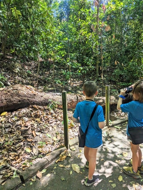 Kids using their binoculars in Manuel Antonio National Park, Costa Rica. Two children looking into the jungle.  One uses binoculars to look at something in the distance.  
