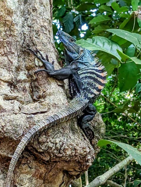 Iguana Manuel Antonio National Park, Costa Rica