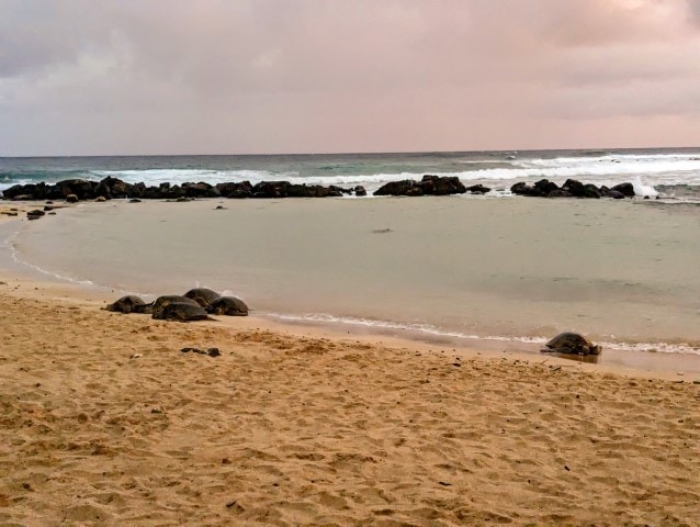 Several sea turtles lying on the beach at Poipu Beach, Kauai